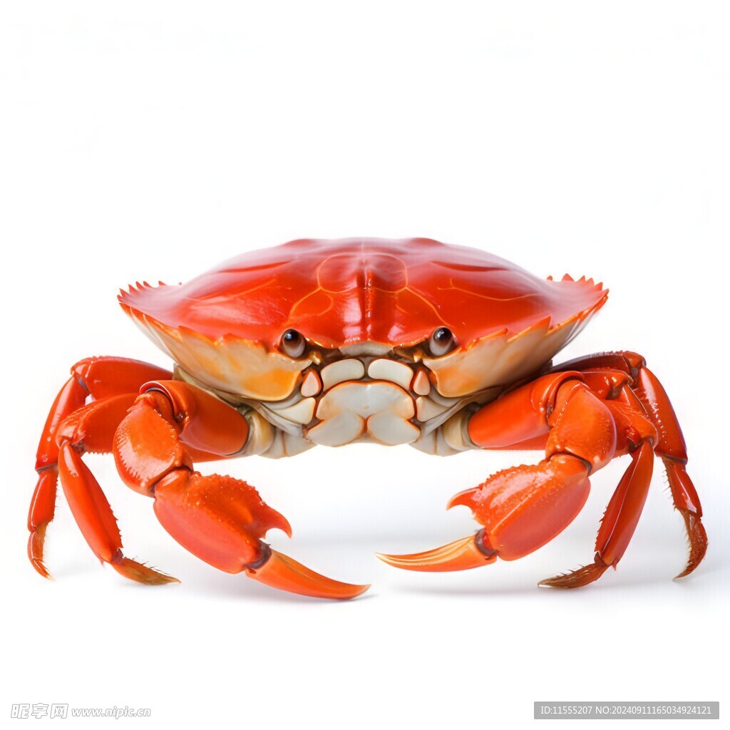 金秋高级食材大闸蟹螃蟹图片