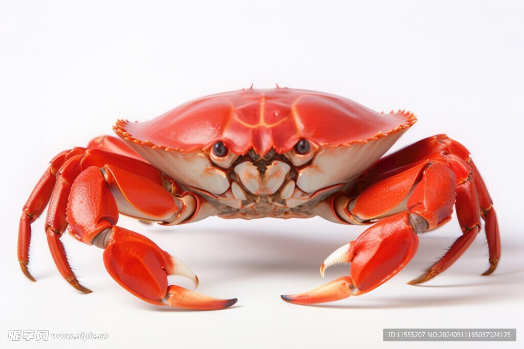 金秋高级食材大闸蟹螃蟹图片