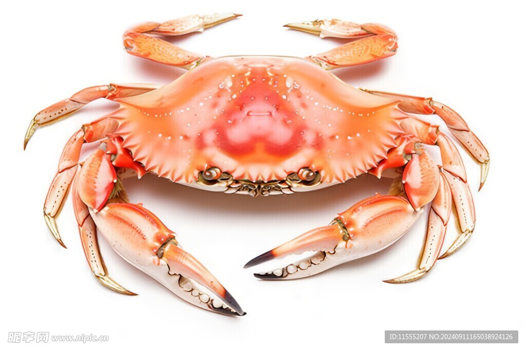 金秋高级食材大闸蟹螃蟹图片