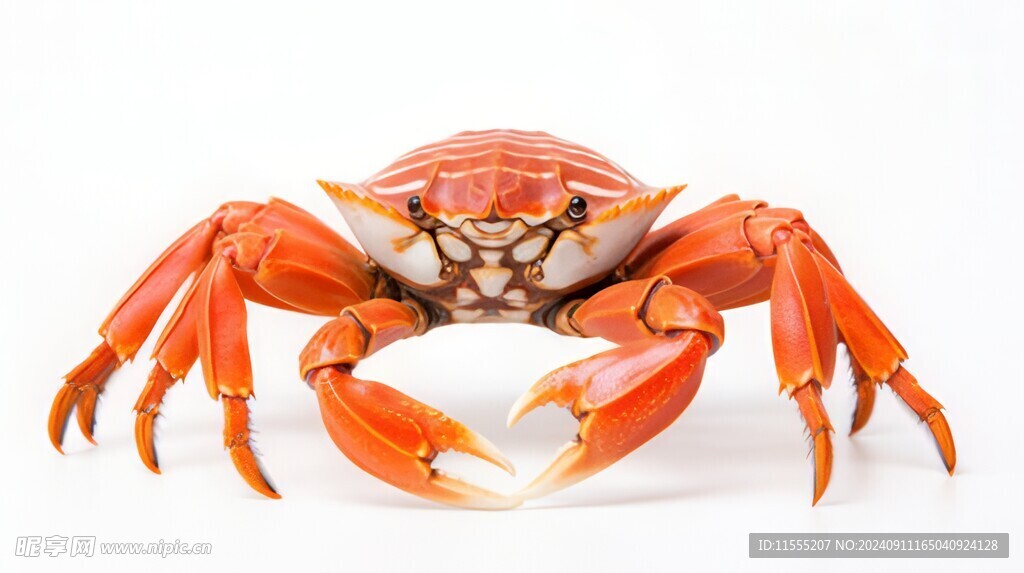 金秋高级食材大闸蟹螃蟹图片