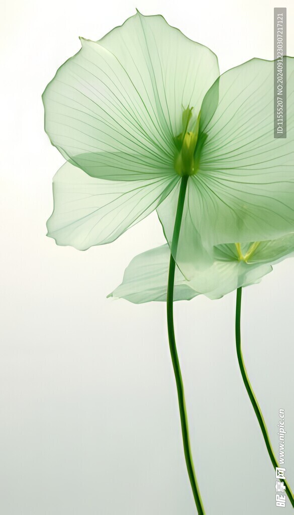 清爽鲜花花瓣花朵露珠背景图