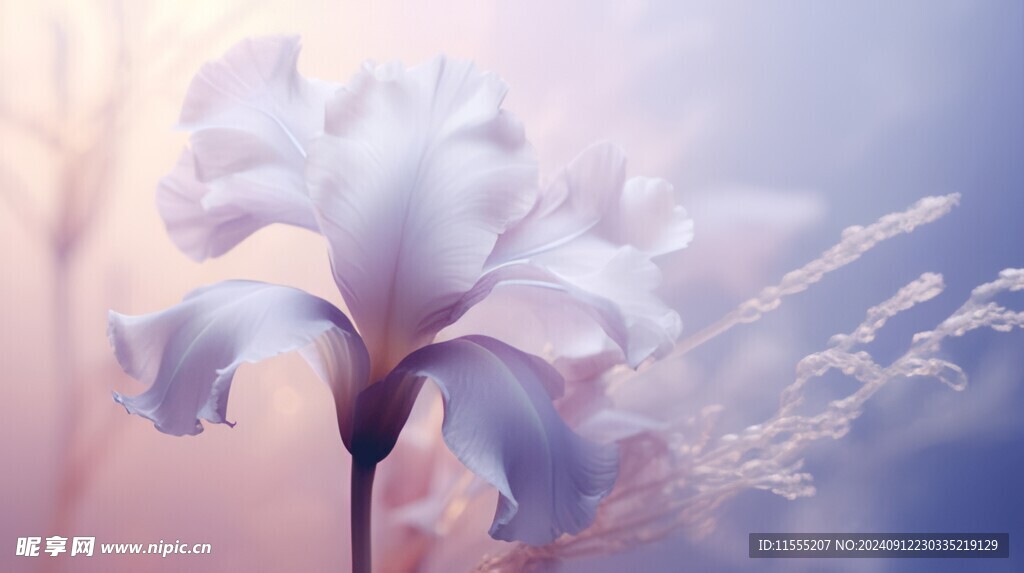 清爽鲜花花瓣花朵露珠背景图