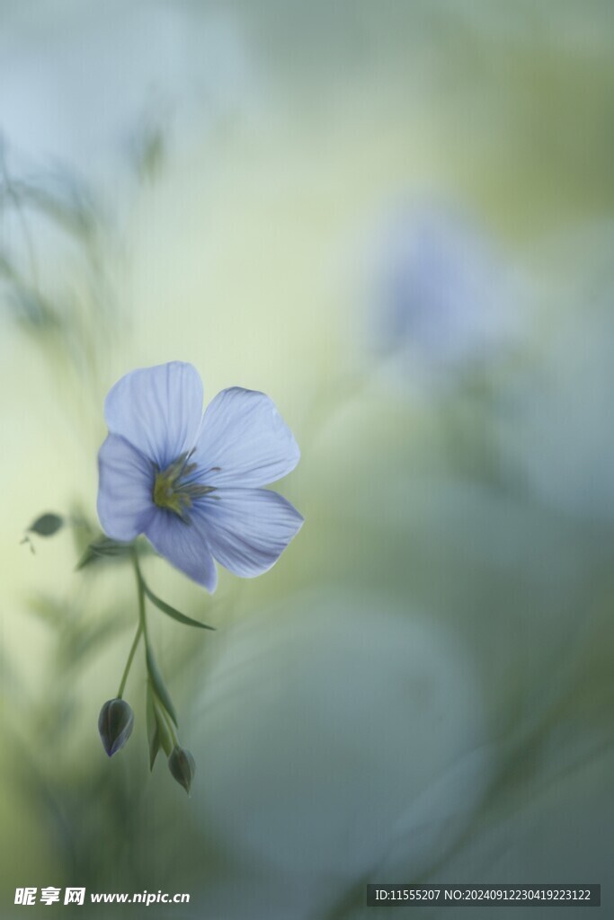清爽鲜花花瓣花朵露珠背景图