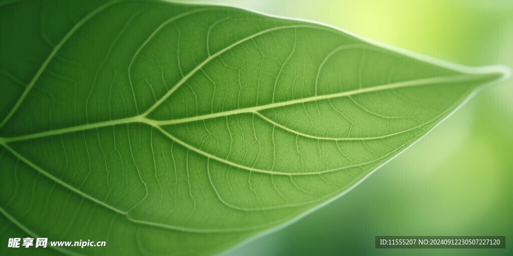 清爽荷叶叶子四叶草铜钱草露珠