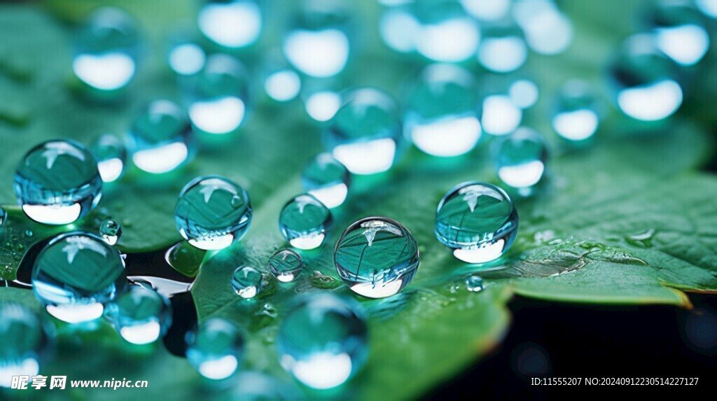 清爽荷叶叶子四叶草铜钱草露珠