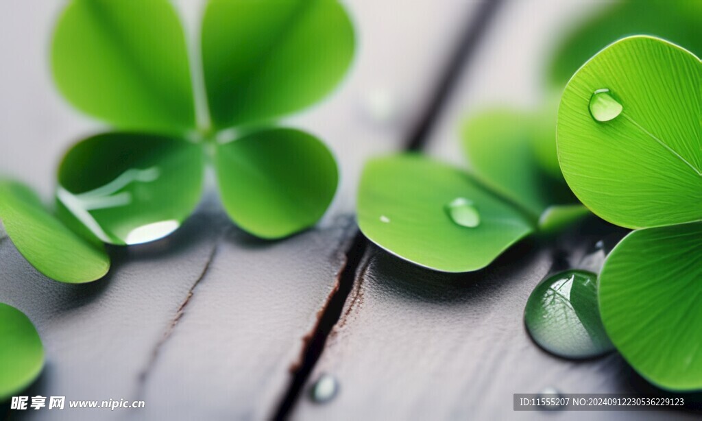 清爽荷叶叶子四叶草铜钱草露珠