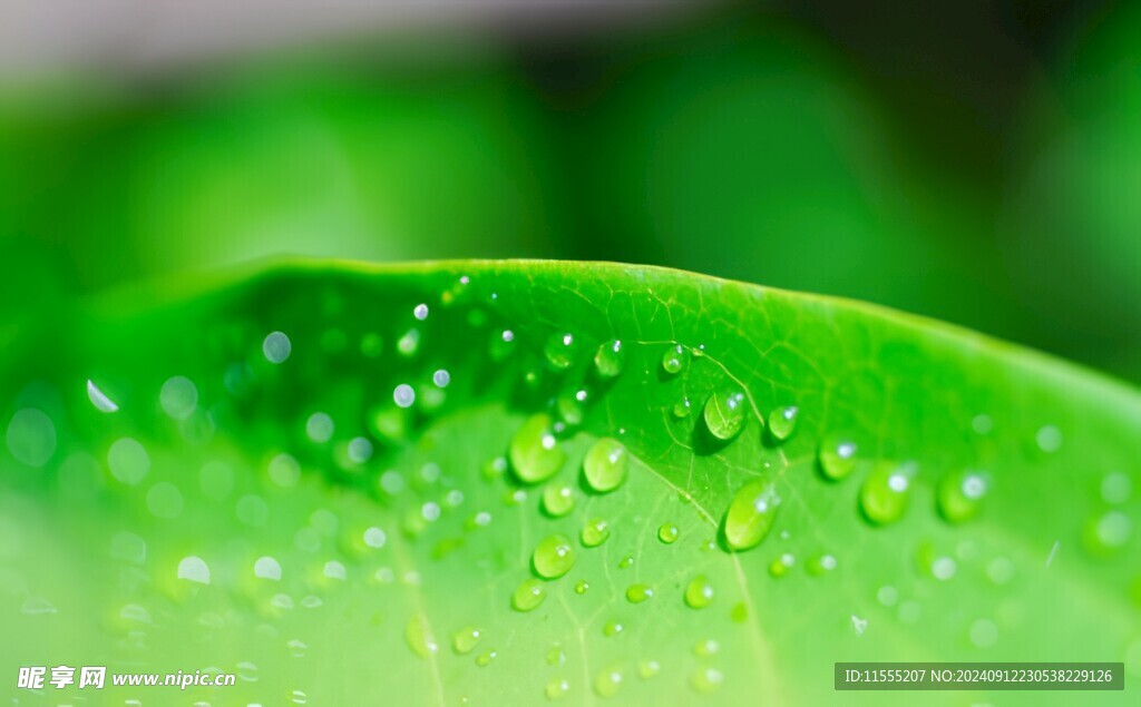 清爽荷叶叶子四叶草铜钱草露珠