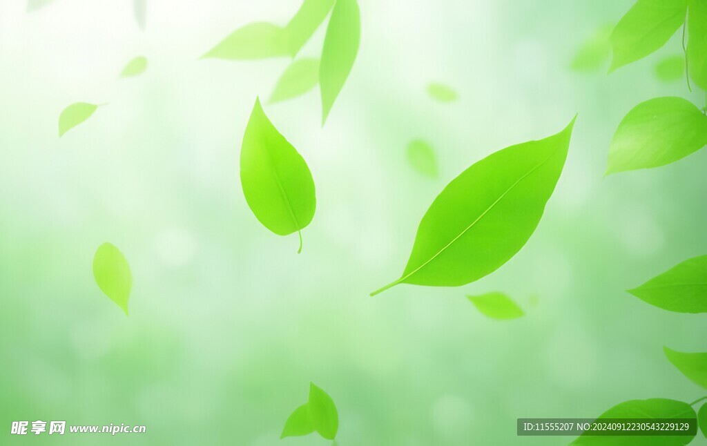 清爽荷叶叶子四叶草铜钱草露珠