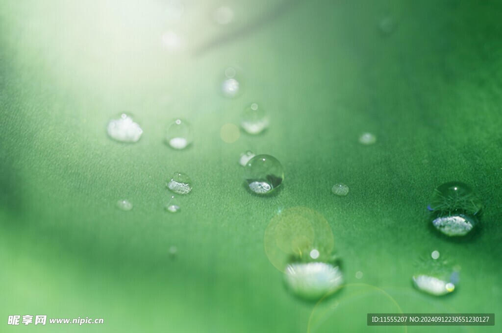 清爽荷叶叶子四叶草铜钱草露珠