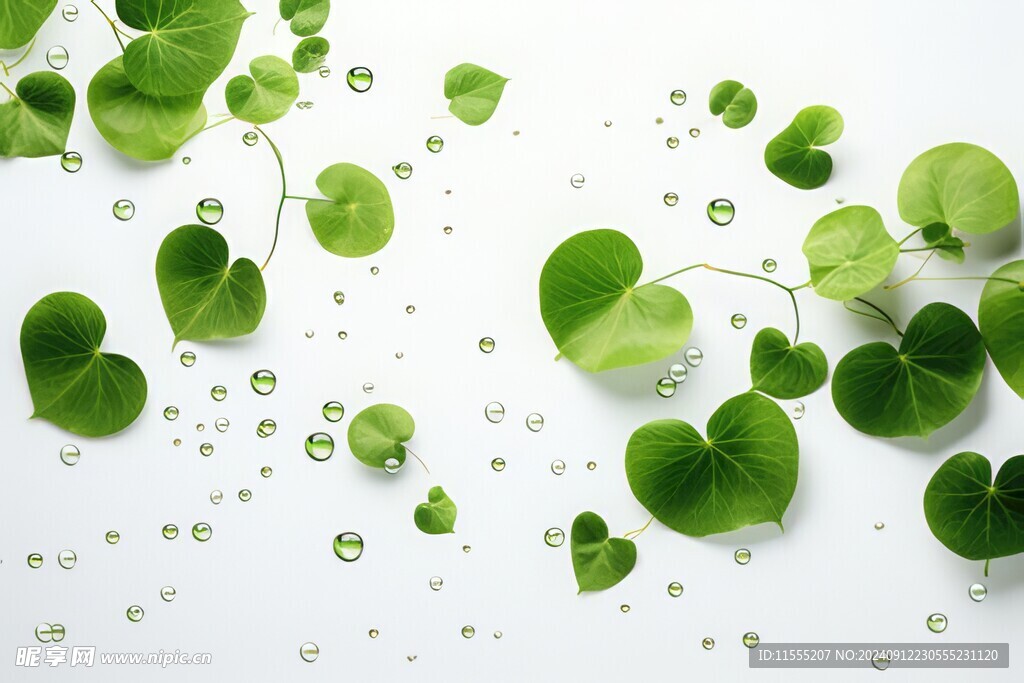 清爽荷叶叶子四叶草铜钱草背景图