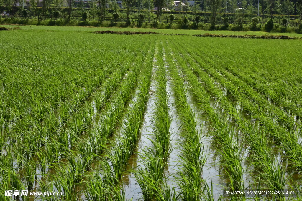 田野里的禾苗