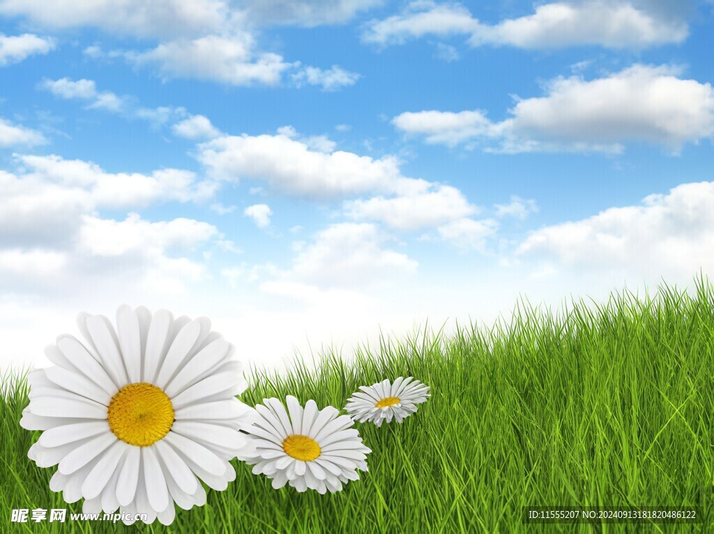 春光明媚户外风景鲜花草地