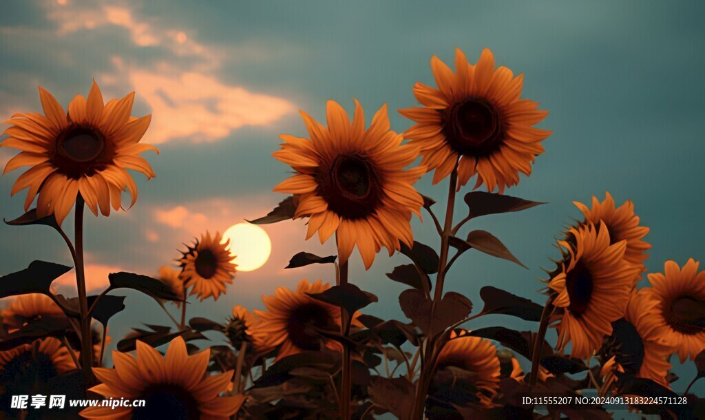 阳光下向日葵秋季丰收场景