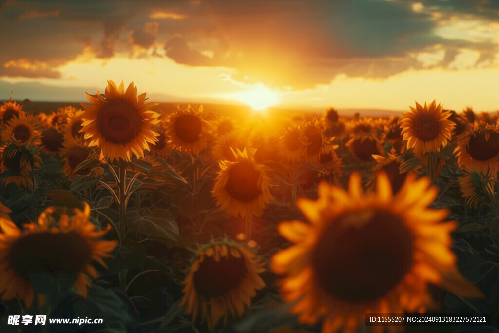 阳光下向日葵秋季丰收场景