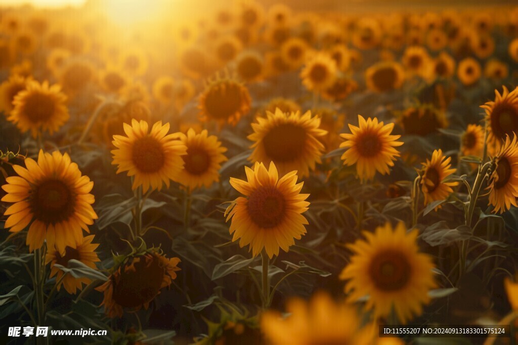 阳光下向日葵秋季丰收场景