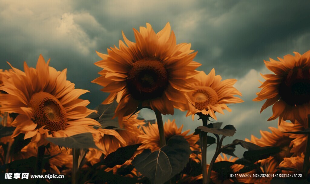 阳光下向日葵秋季丰收场景