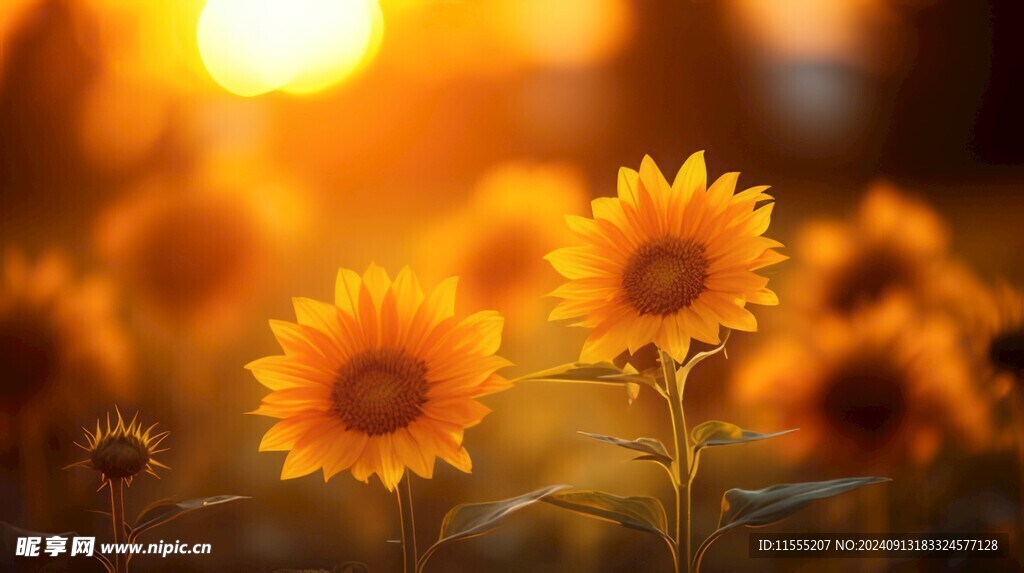 阳光下向日葵秋季丰收场景