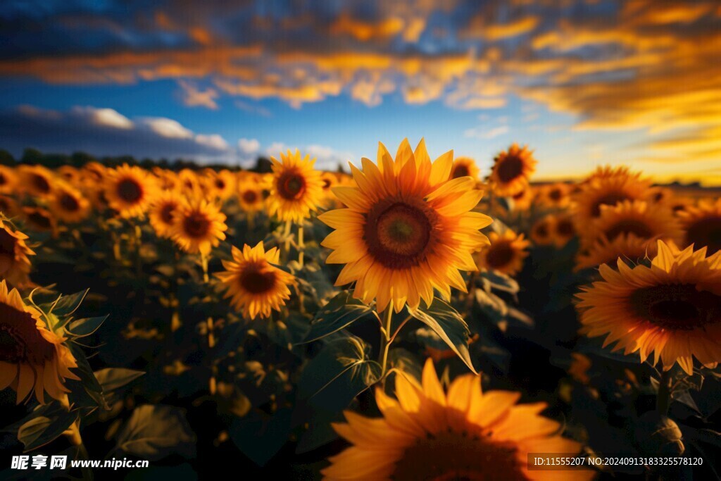 阳光下向日葵秋季丰收场景