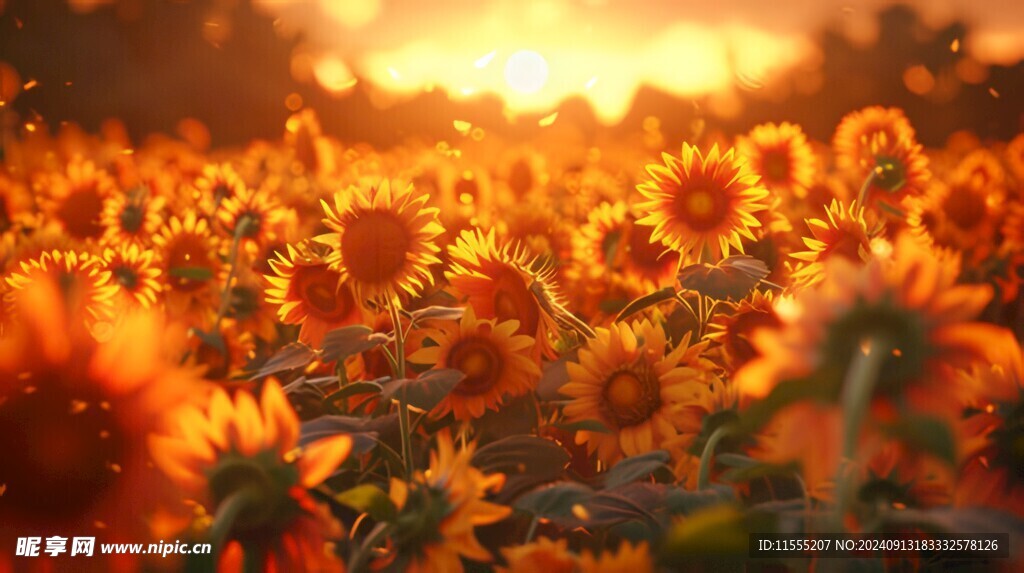 阳光下向日葵秋季丰收场景