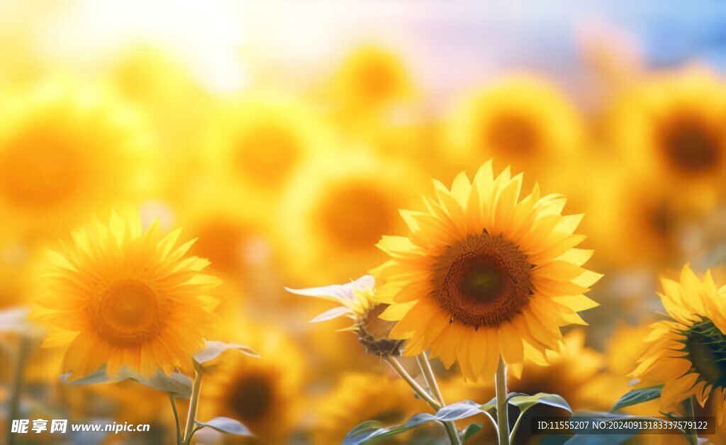 阳光下向日葵秋季丰收场景