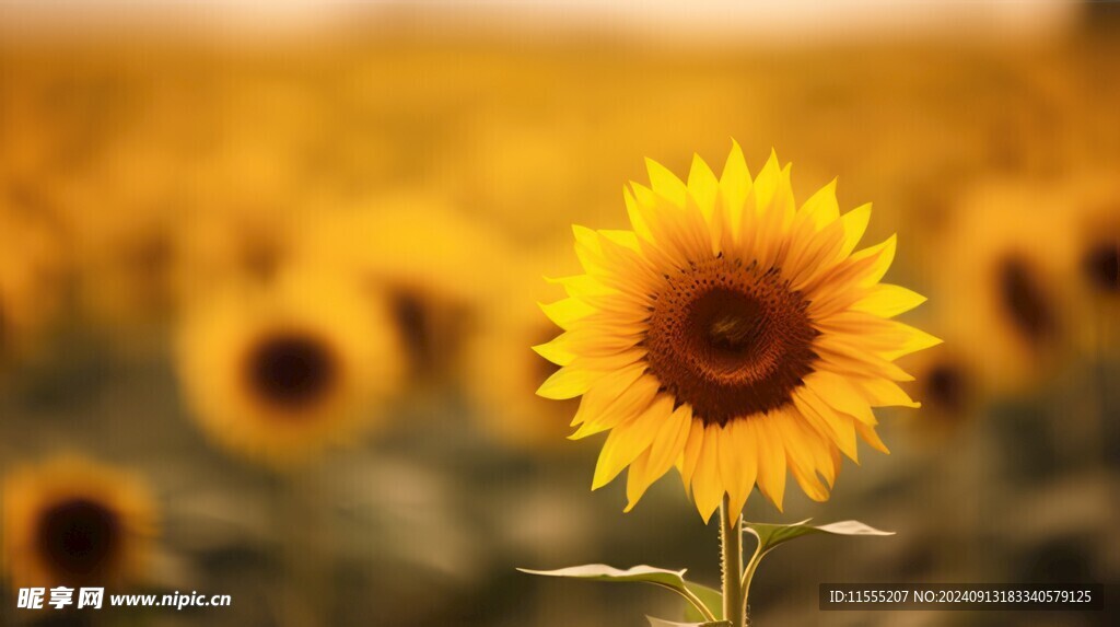 阳光下向日葵秋季丰收场景