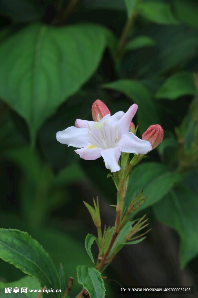 海仙花 