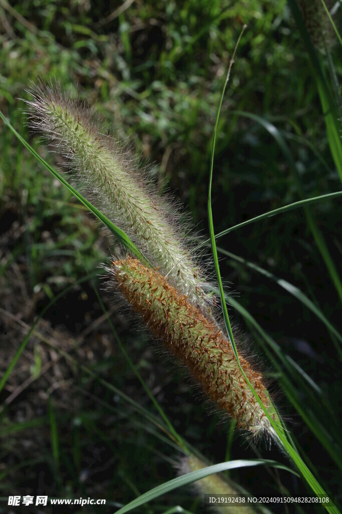 狼尾草 