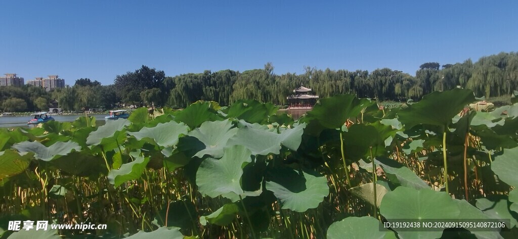 公园风景 