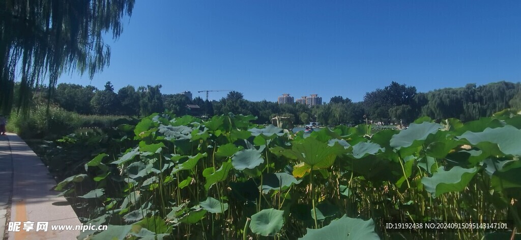 公园风景  