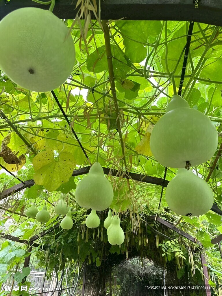 葫芦栽培