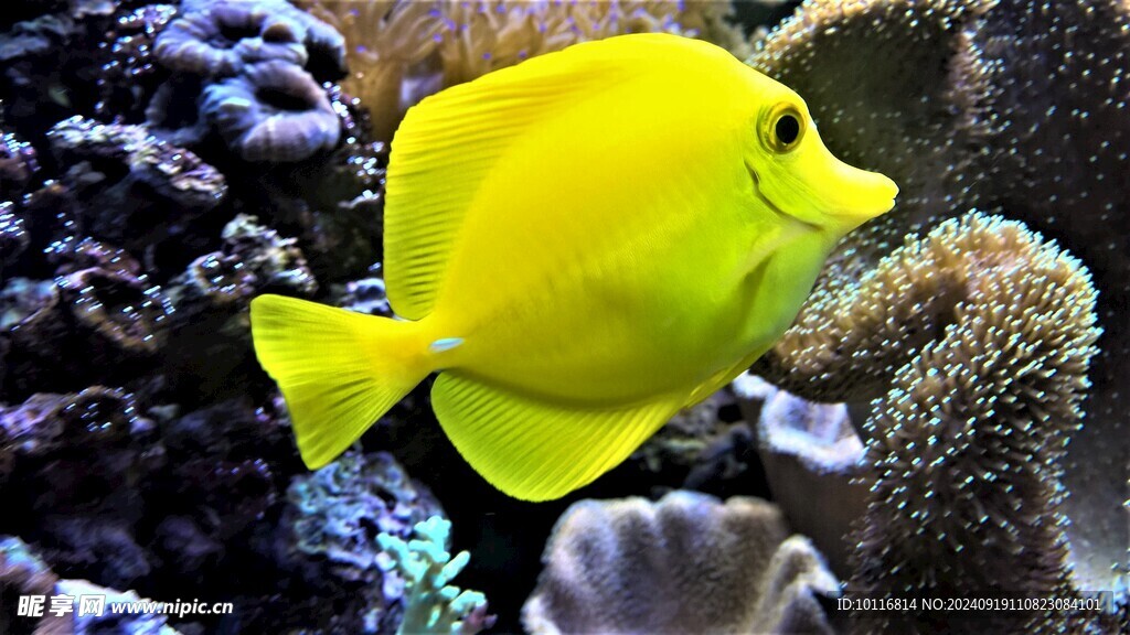 海底黄色鱼