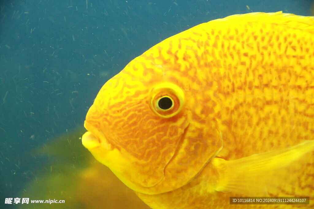 黄色大头鱼