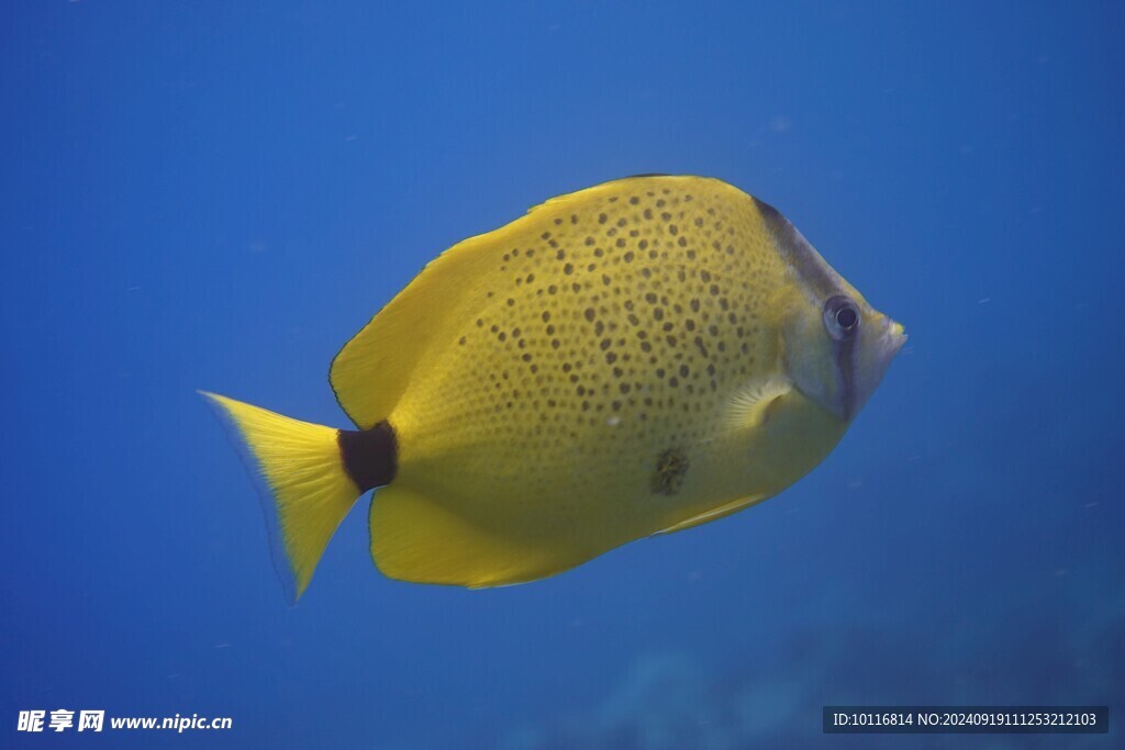 黄色鱼