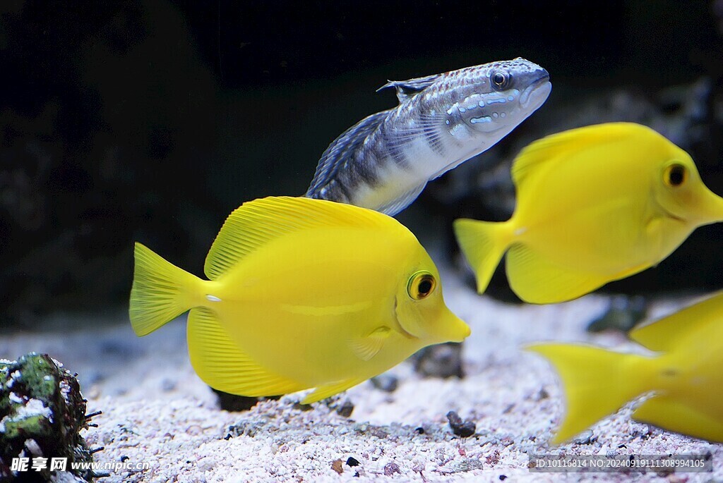 黄色热带鱼