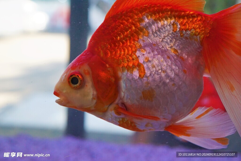 红金鱼