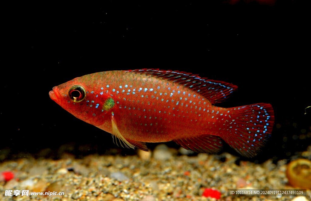 红色鱼