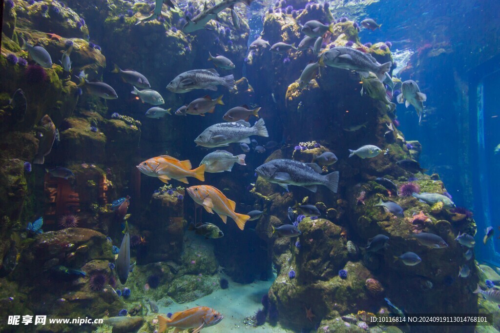 水族馆鱼群