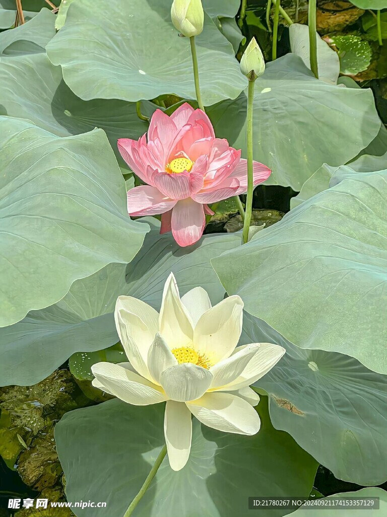 荷花开放