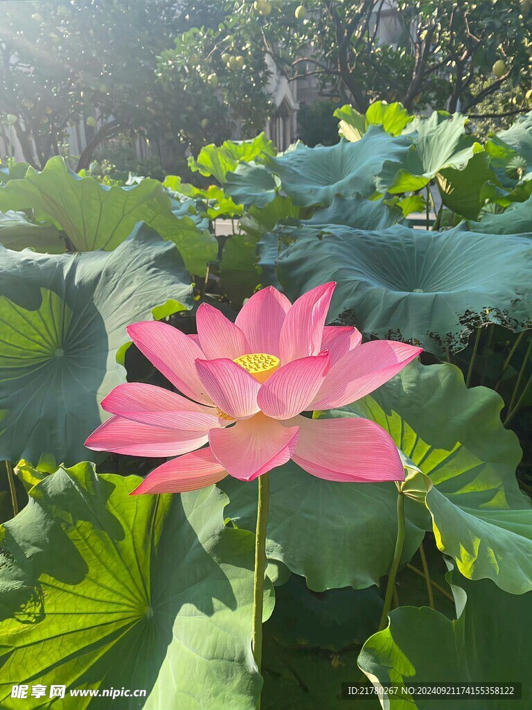 荷花花瓣