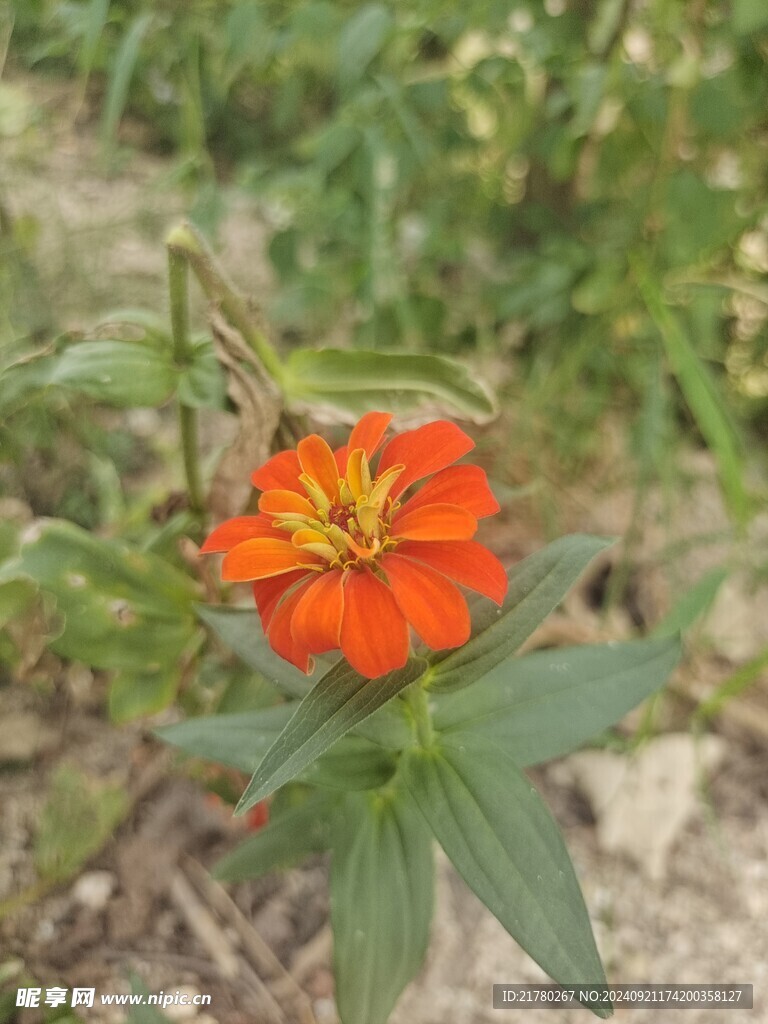 野菊花