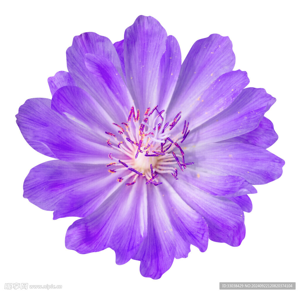 花卉
