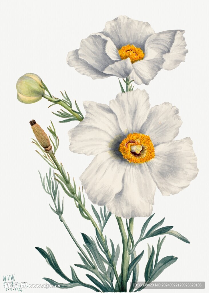 手绘花