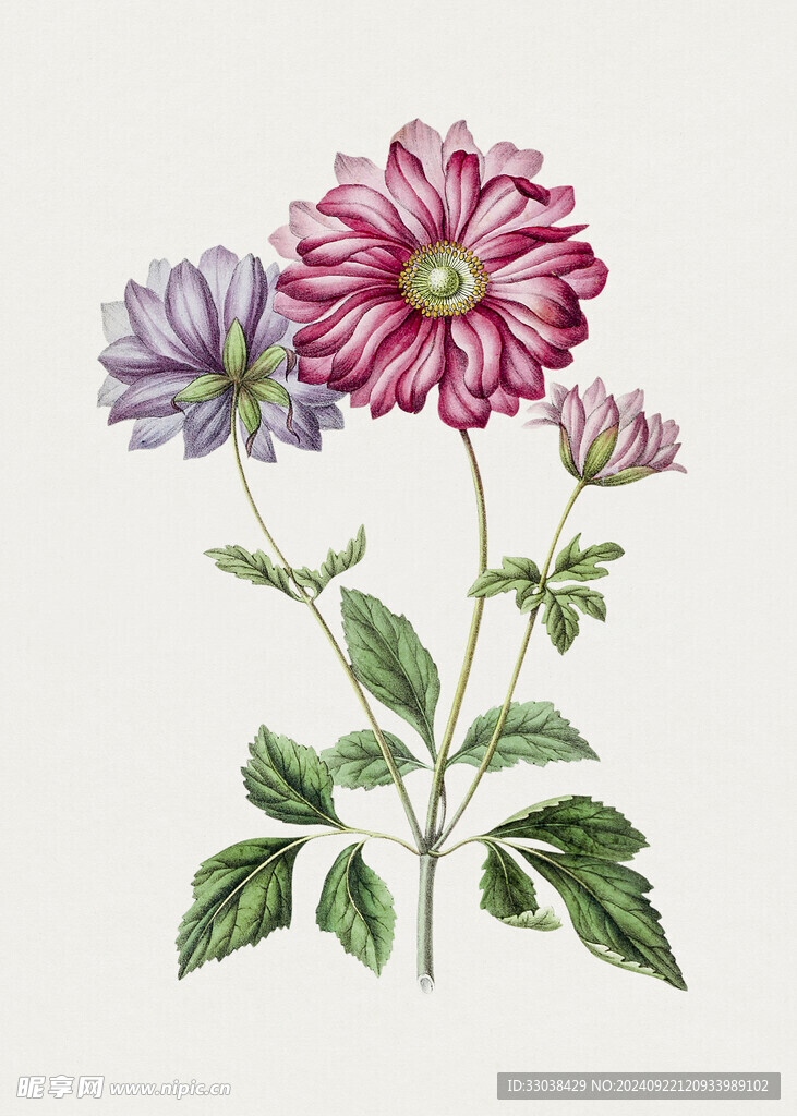手绘花