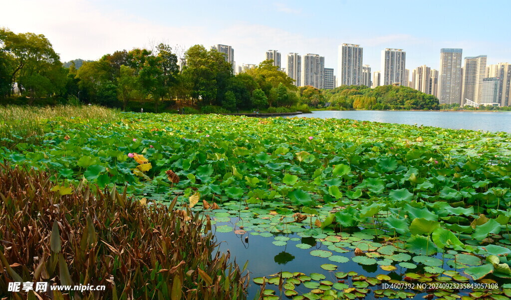 长沙城市公园美景