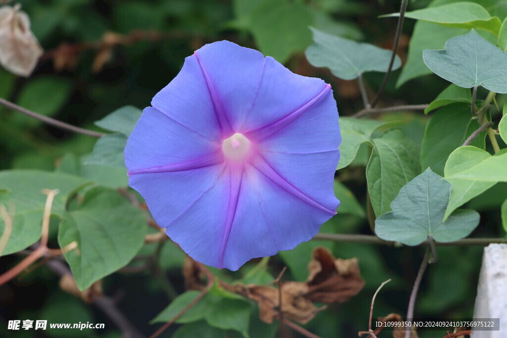 牵牛花