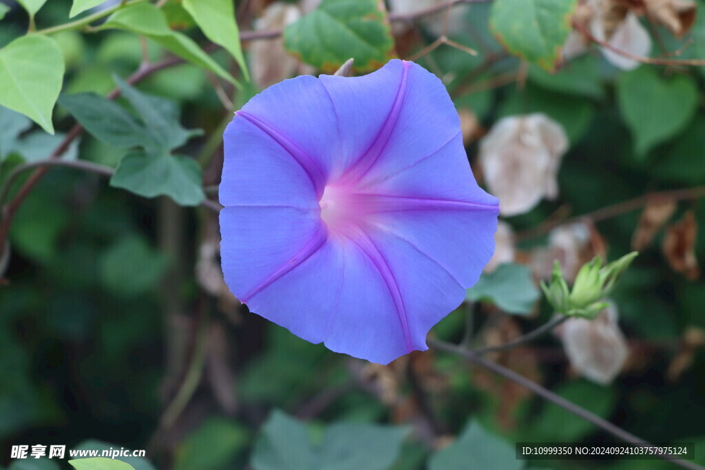 牵牛花