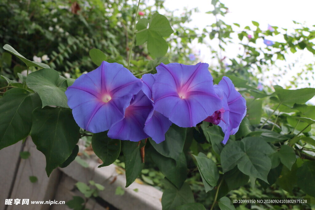 牵牛花