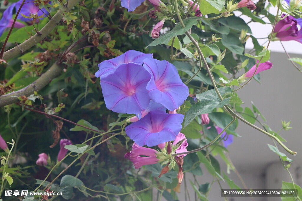 牵牛花