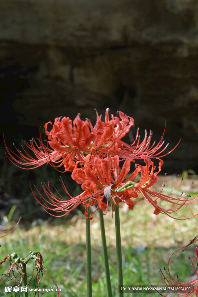 红花石蒜  