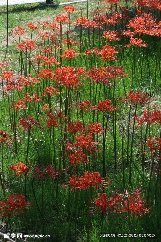 红花石蒜 